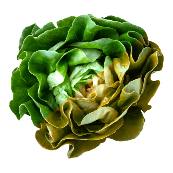 Salat-länger-frisch-1500-1500